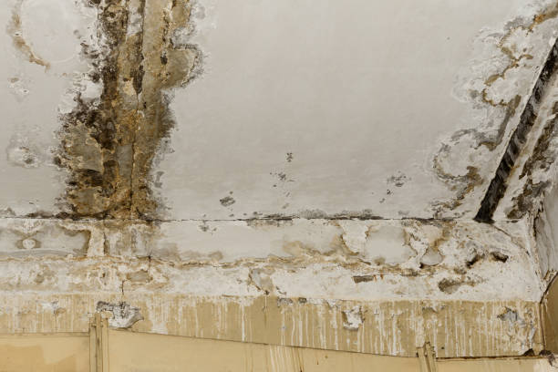 Best Biohazard Mold Removal  in South Palm Beach, FL