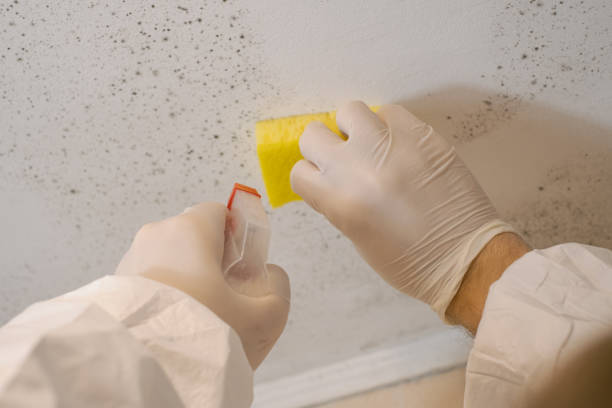 Best Mold Odor Removal Services  in South Palm Beach, FL