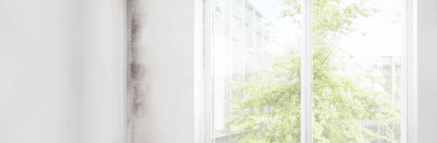 Best Mold Damage Restoration  in South Palm Beach, FL