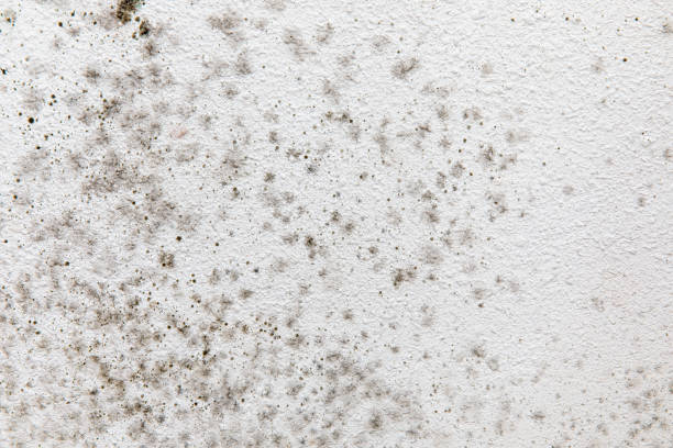 Best Mold Remediation for Healthcare Facilities  in South Palm Beach, FL