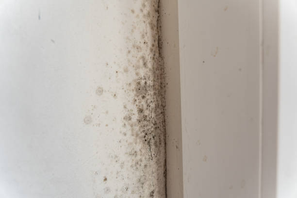 Best Industrial Mold Remediation  in South Palm Beach, FL