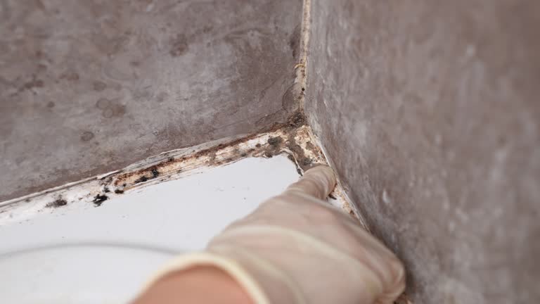 Best Air Quality Testing for Mold Spores  in South Palm Beach, FL